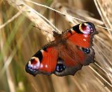 Peacock Butterfly 9Y417D-007